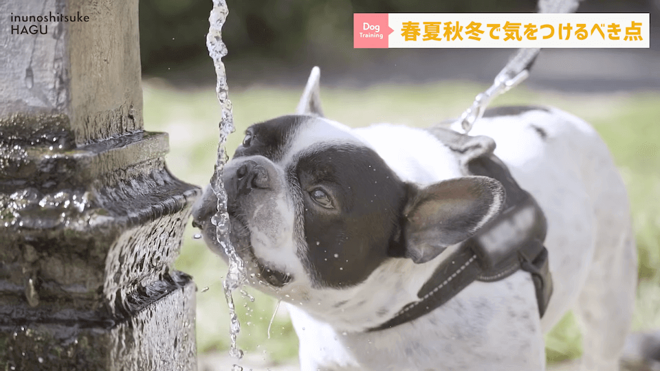 【春夏秋冬】愛犬のシーズンごとに気を付けるべき事を解説！