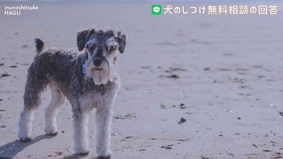 お散歩中1mで止まる＆他犬への吠え癖！飼い主さんへアドバイス！