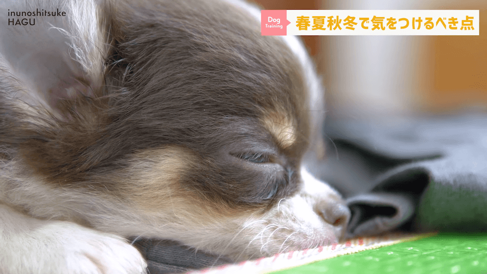 【春夏秋冬】愛犬のシーズンごとに気を付けるべき事を解説！