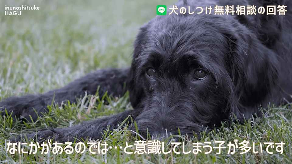 お散歩中1mで止まる＆他犬への吠え癖！飼い主さんへアドバイス！