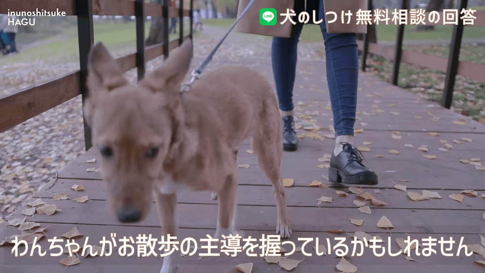 お散歩中1mで止まる＆他犬への吠え癖！飼い主さんへアドバイス！