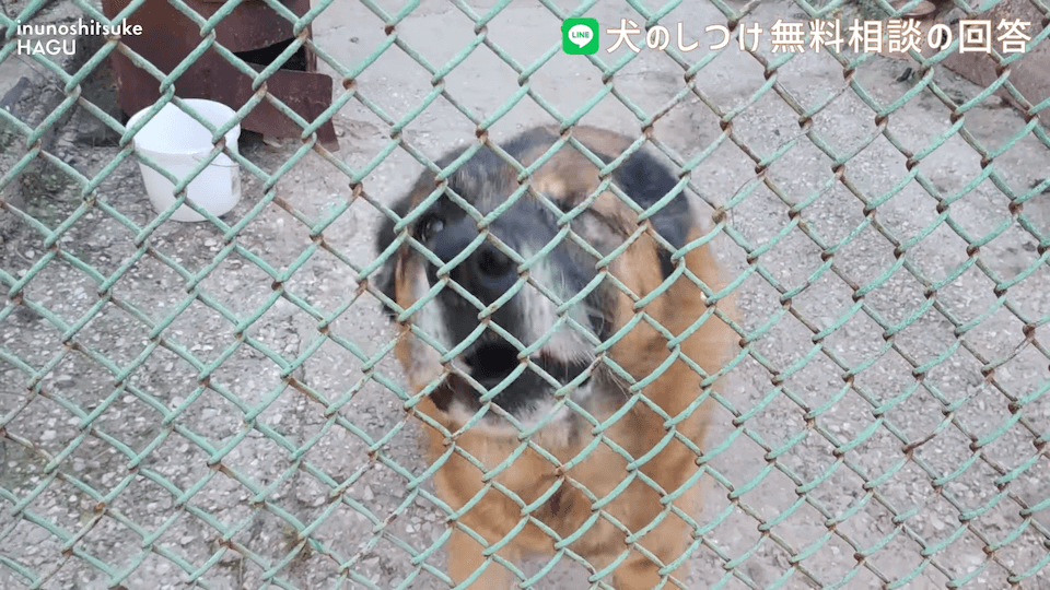 お散歩中1mで止まる＆他犬への吠え癖！飼い主さんへアドバイス！