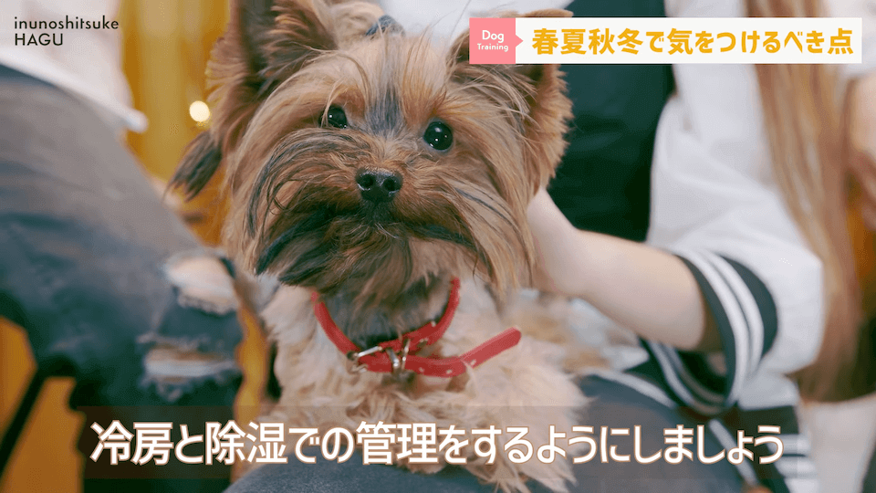 【春夏秋冬】愛犬のシーズンごとに気を付けるべき事を解説！