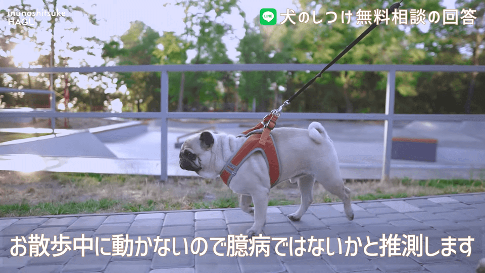 お散歩中1mで止まる＆他犬への吠え癖！飼い主さんへアドバイス！