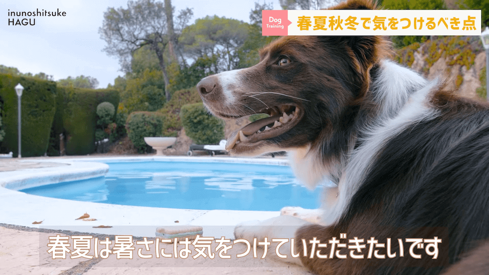 【春夏秋冬】愛犬のシーズンごとに気を付けるべき事を解説！