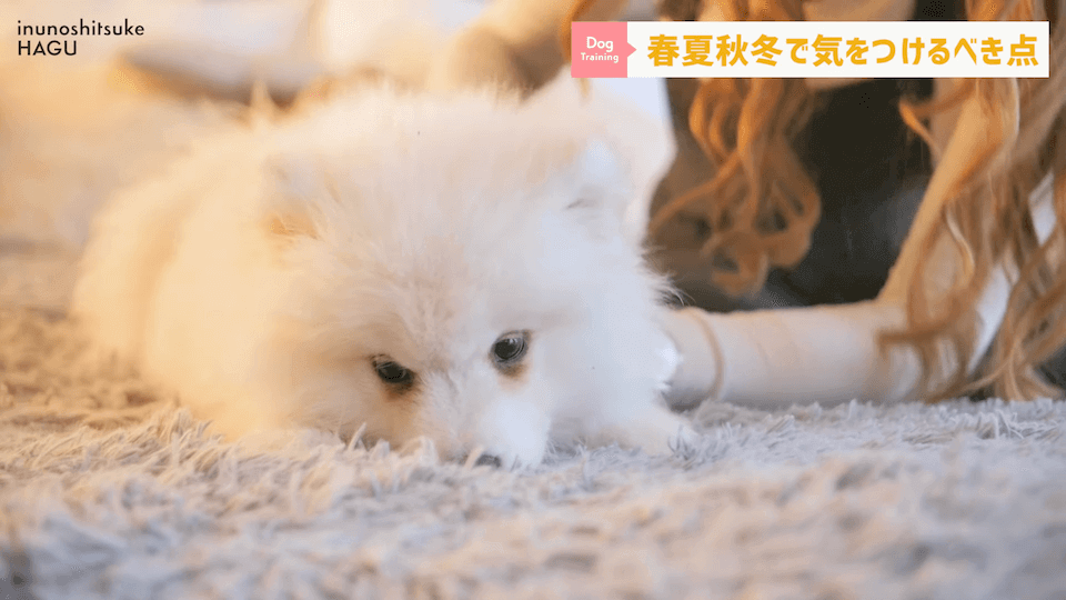 【春夏秋冬】愛犬のシーズンごとに気を付けるべき事を解説！