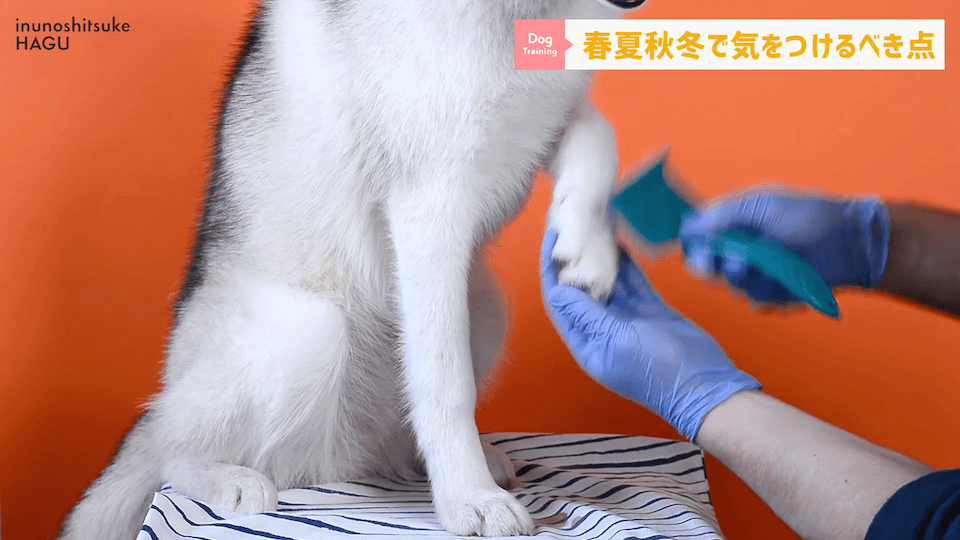 【春夏秋冬】愛犬のシーズンごとに気を付けるべき事を解説！