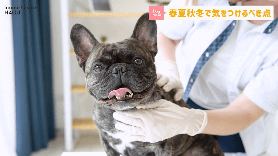 【春夏秋冬】愛犬のシーズンごとに気を付けるべき事を解説！