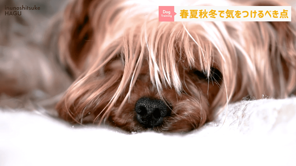 【春夏秋冬】愛犬のシーズンごとに気を付けるべき事を解説！