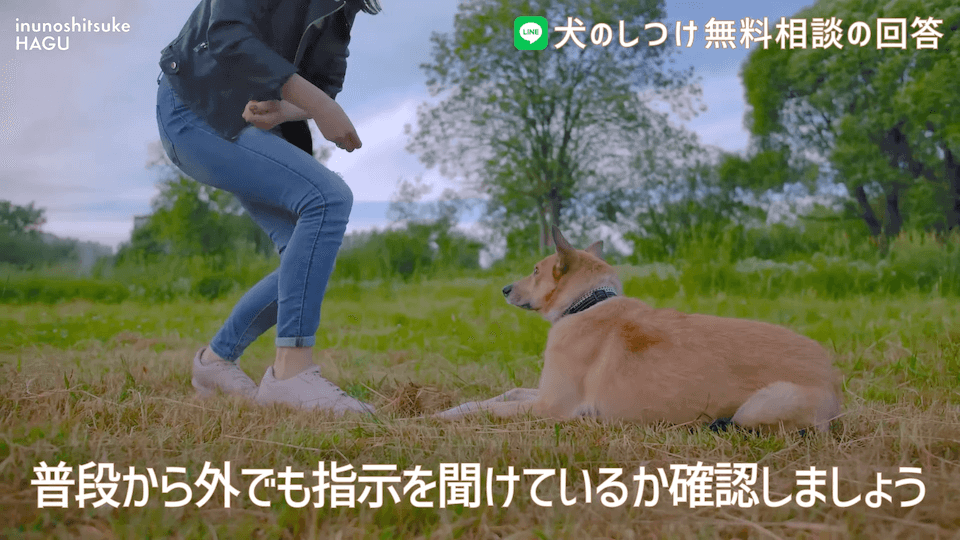 お散歩中1mで止まる＆他犬への吠え癖！飼い主さんへアドバイス！