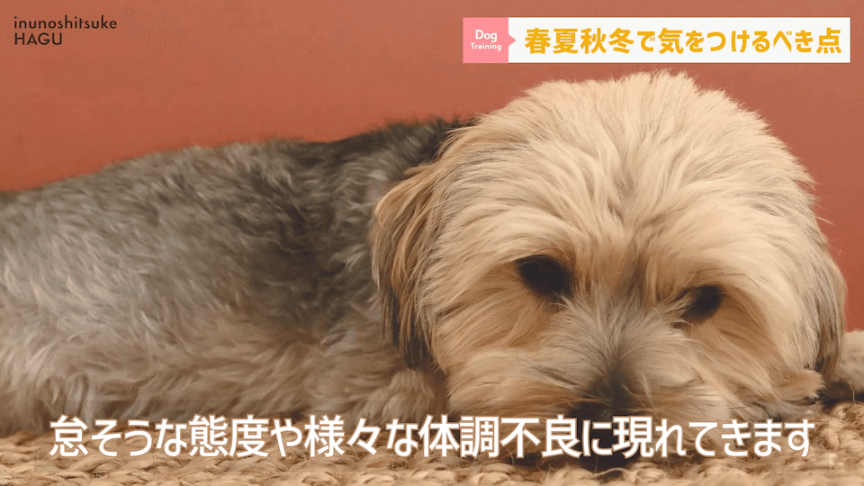 【春夏秋冬】愛犬のシーズンごとに気を付けるべき事を解説！