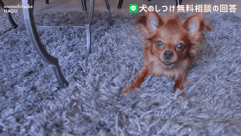 お散歩中1mで止まる＆他犬への吠え癖！飼い主さんへアドバイス！