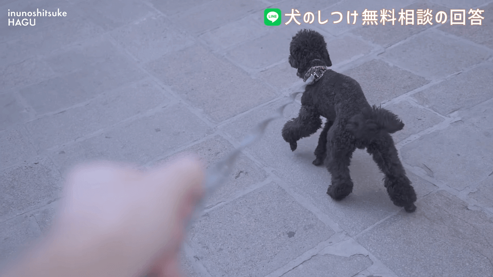 お散歩中1mで止まる＆他犬への吠え癖！飼い主さんへアドバイス！