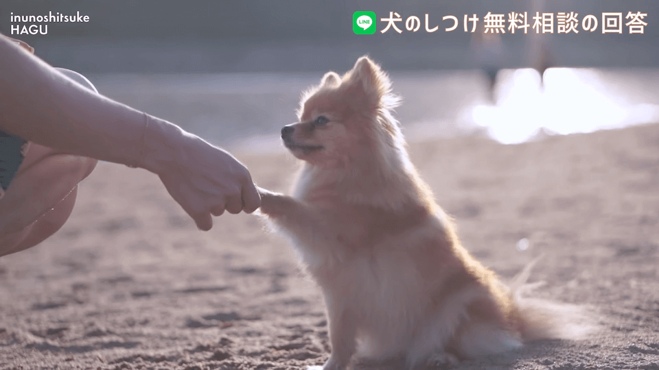 お散歩中1mで止まる＆他犬への吠え癖！飼い主さんへアドバイス！