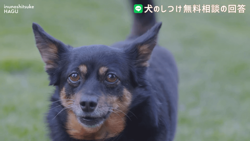 お散歩中1mで止まる＆他犬への吠え癖！飼い主さんへアドバイス！