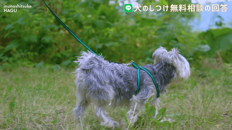 お散歩中1mで止まる＆他犬への吠え癖！飼い主さんへアドバイス！