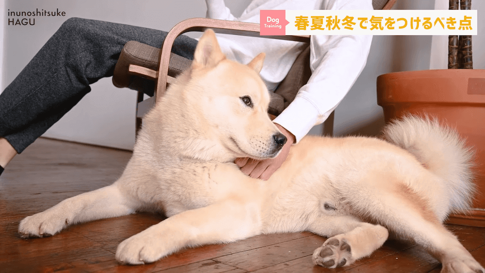 【春夏秋冬】愛犬のシーズンごとに気を付けるべき事を解説！