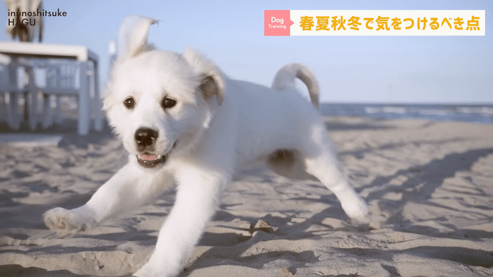 【春夏秋冬】愛犬のシーズンごとに気を付けるべき事を解説！