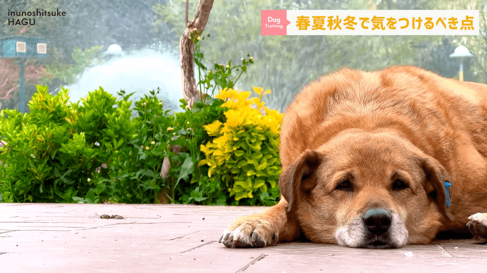 【春夏秋冬】愛犬のシーズンごとに気を付けるべき事を解説！