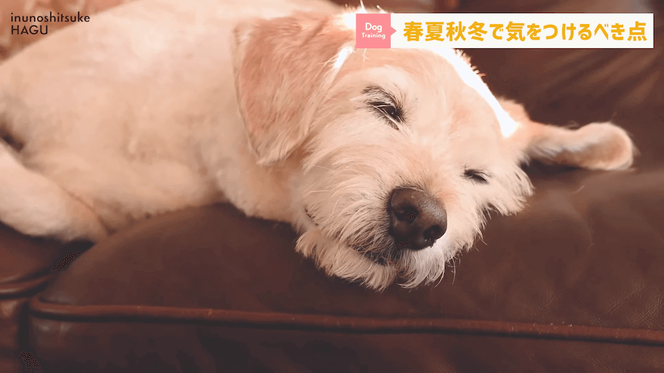 【春夏秋冬】愛犬のシーズンごとに気を付けるべき事を解説！