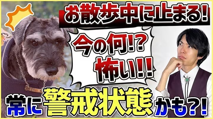 お散歩中1mで止まる&他犬への吠え癖!飼い主さんへアドバイス!