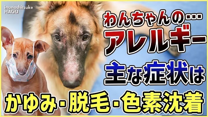 わんちゃんのアレルギー事情！愛犬に違和感があった時は即受診！
