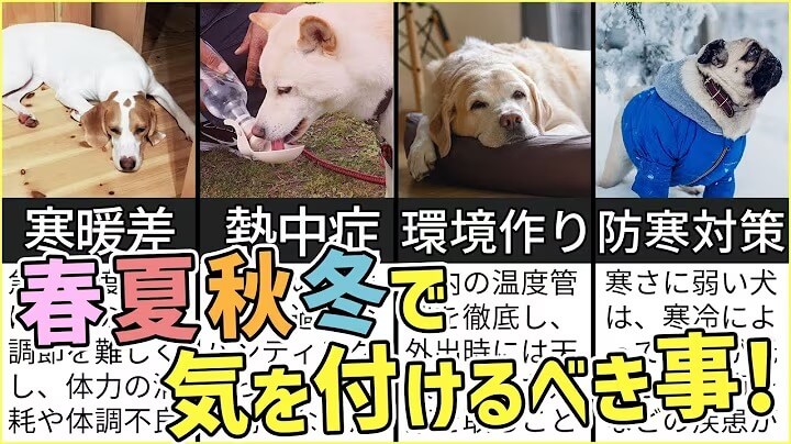 【春夏秋冬】愛犬のシーズンごとに気を付けるべき事を解説！