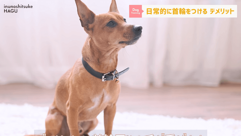 日常的に首輪を着けておくのはアリ？ナシ？ドッグトレーナーが解説【メリット・デメリット】