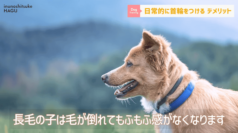 日常的に首輪を着けておくのはアリ？ナシ？ドッグトレーナーが解説【メリット・デメリット】