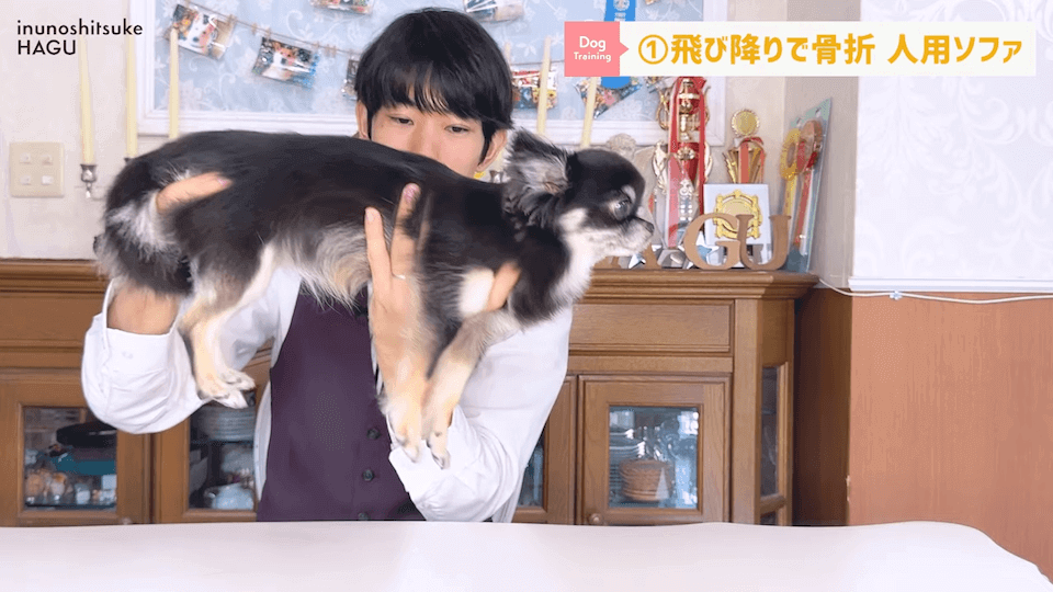 わんちゃんが怪我しやすいシチュエーション5選！