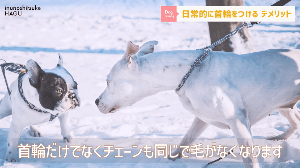 日常的に首輪を着けておくのはアリ？ナシ？ドッグトレーナーが解説【メリット・デメリット】