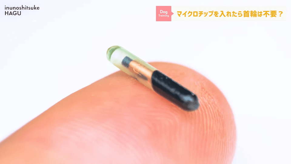 日常的に首輪を着けておくのはアリ？ナシ？ドッグトレーナーが解説【メリット・デメリット】
