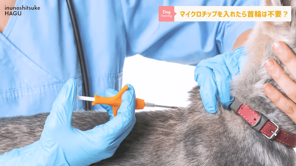 日常的に首輪を着けておくのはアリ？ナシ？ドッグトレーナーが解説【メリット・デメリット】
