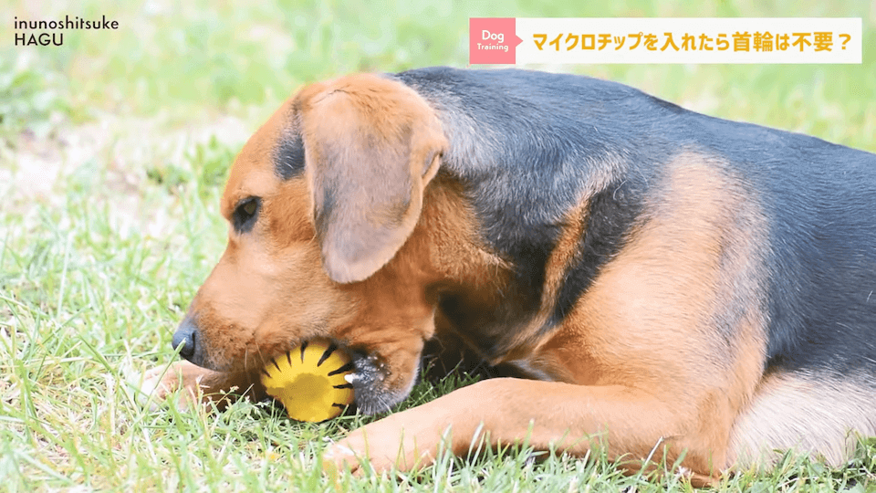 日常的に首輪を着けておくのはアリ？ナシ？ドッグトレーナーが解説【メリット・デメリット】