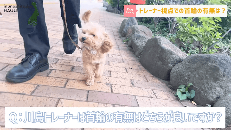 日常的に首輪を着けておくのはアリ？ナシ？ドッグトレーナーが解説【メリット・デメリット】