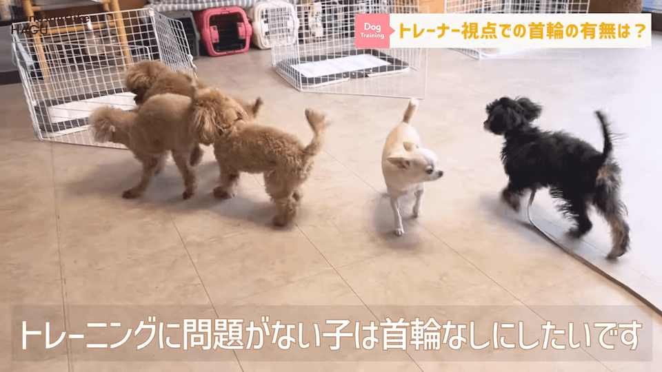 日常的に首輪を着けておくのはアリ？ナシ？ドッグトレーナーが解説【メリット・デメリット】