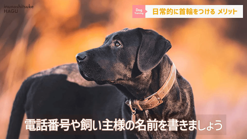 日常的に首輪を着けておくのはアリ？ナシ？ドッグトレーナーが解説【メリット・デメリット】