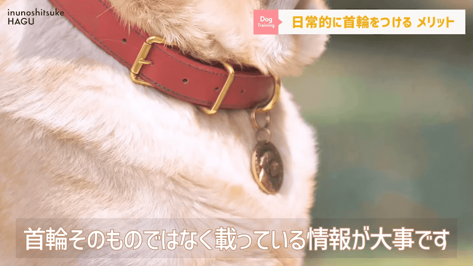 日常的に首輪を着けておくのはアリ？ナシ？ドッグトレーナーが解説【メリット・デメリット】