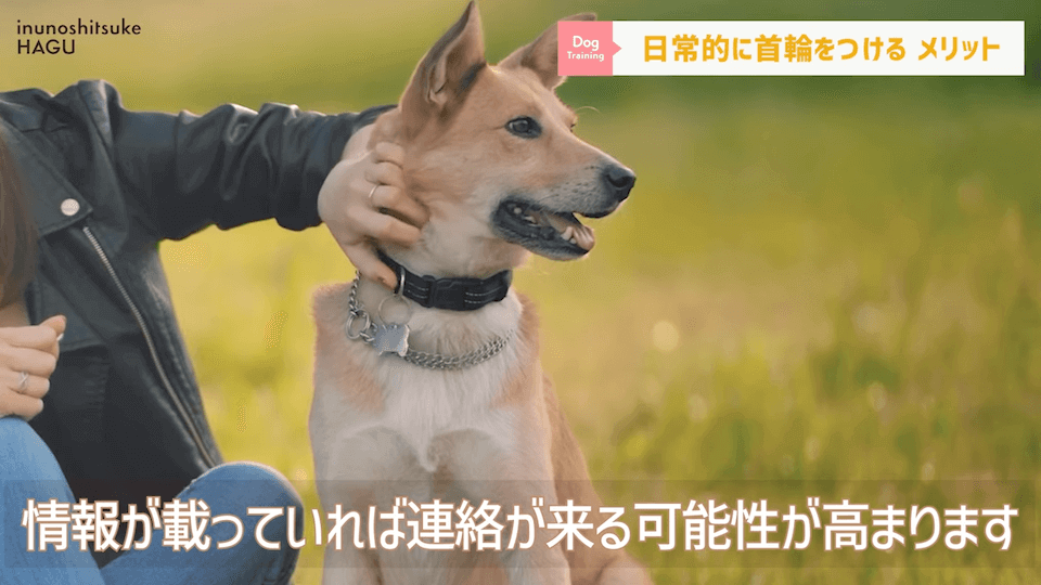 日常的に首輪を着けておくのはアリ？ナシ？ドッグトレーナーが解説【メリット・デメリット】