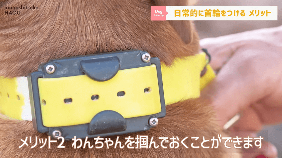 日常的に首輪を着けておくのはアリ？ナシ？ドッグトレーナーが解説【メリット・デメリット】