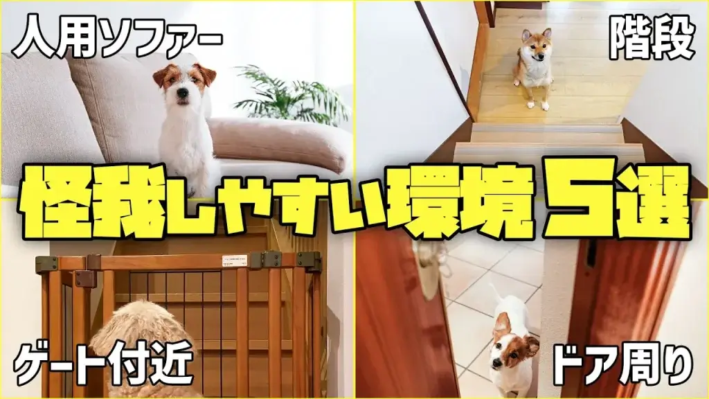 わんちゃんが怪我しやすいシチュエーション5選!