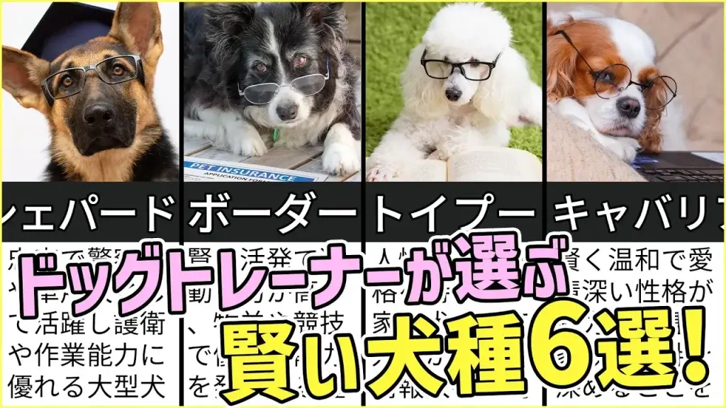 プロドッグトレーナーが選ぶ「賢い犬種6選」【犬のしつけ教室】世田谷と文京区のおやつなしの犬のしつけ、トイレトレーニング、吠え、噛み癖専門に14年。 ドッグホテル、犬と泊まれるコテージ、幼稚園、年中無休