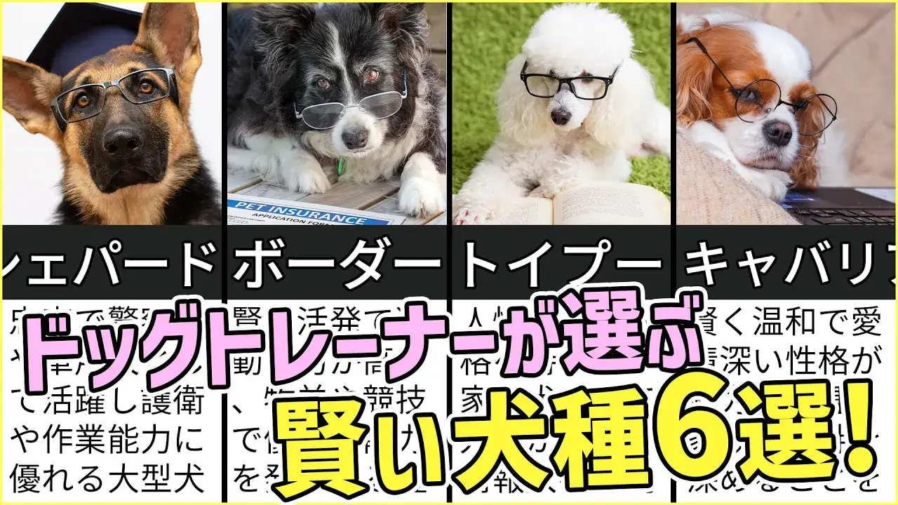 賢い 犬 ランキング