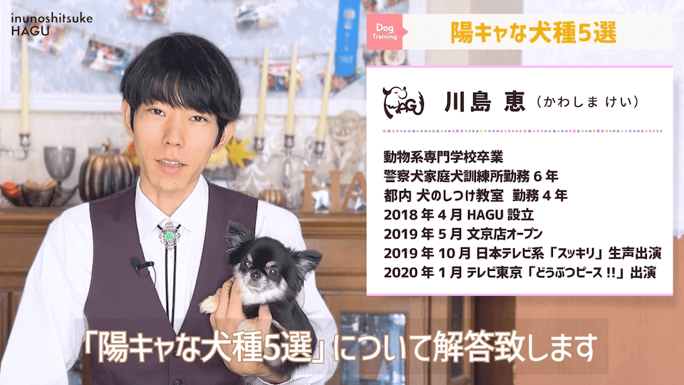 速攻仲良くなる！陽キャ犬種5選！【ドッグトレーナーが選ぶ】