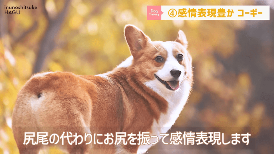 速攻仲良くなる！陽キャ犬種5選！【ドッグトレーナーが選ぶ】