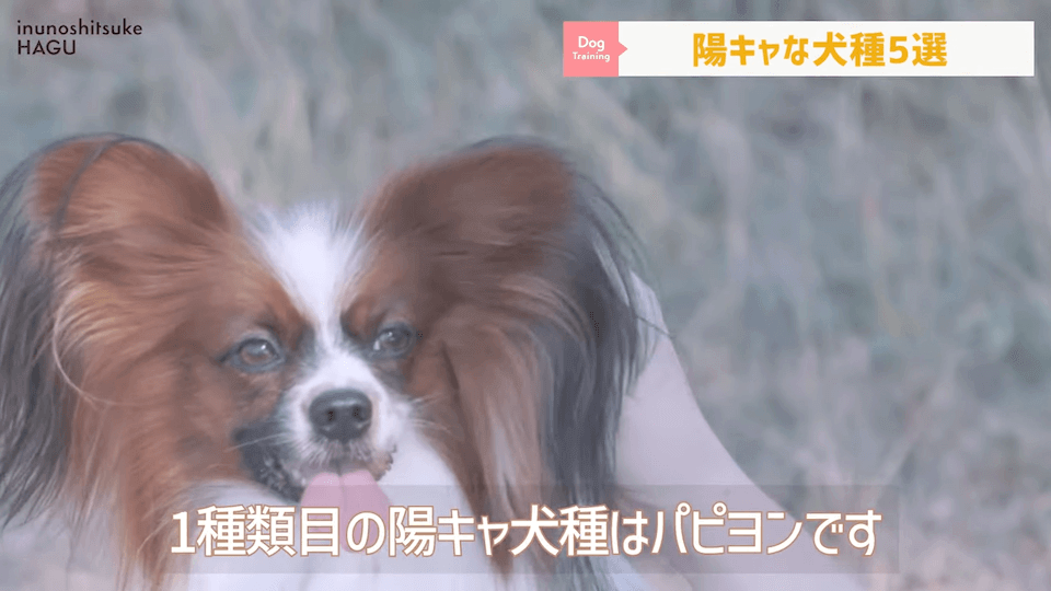 速攻仲良くなる！陽キャ犬種5選！【ドッグトレーナーが選ぶ】
