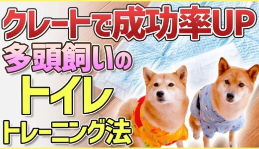 どうすればいい？！多頭飼いのトイレトレーニング方法を解説！