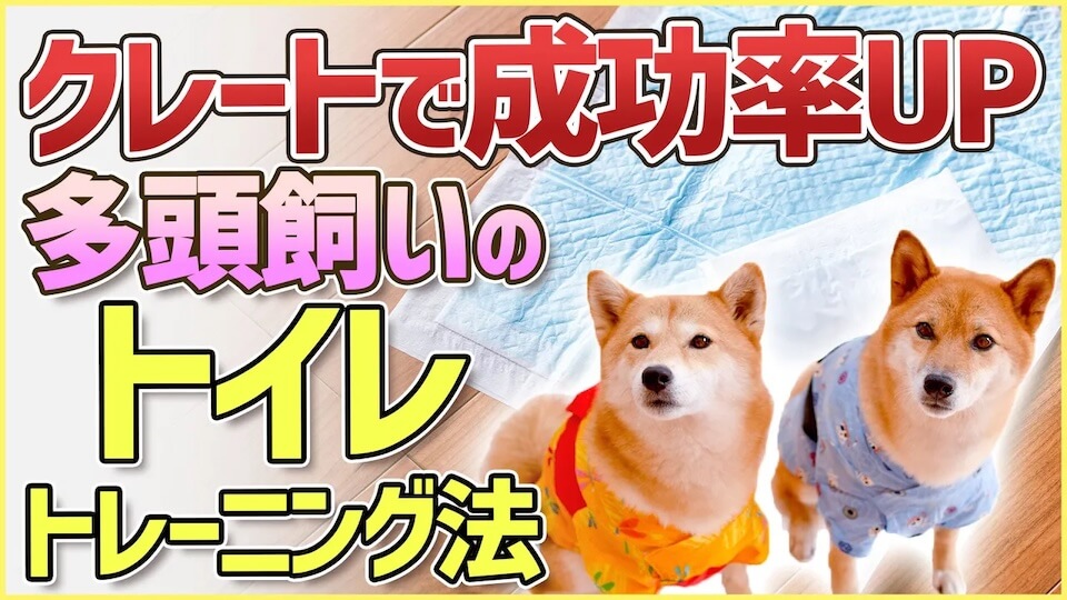 どうすればいい？！多頭飼いのトイレトレーニング方法を解説！