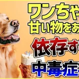 ワンちゃんに甘いものって大丈夫？「〇〇」には注意が必要です！