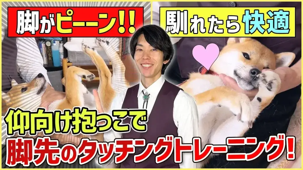 【初心者向け】抱っこに慣れていない飼い主さん必見!仰向け抱っこのやり方解説